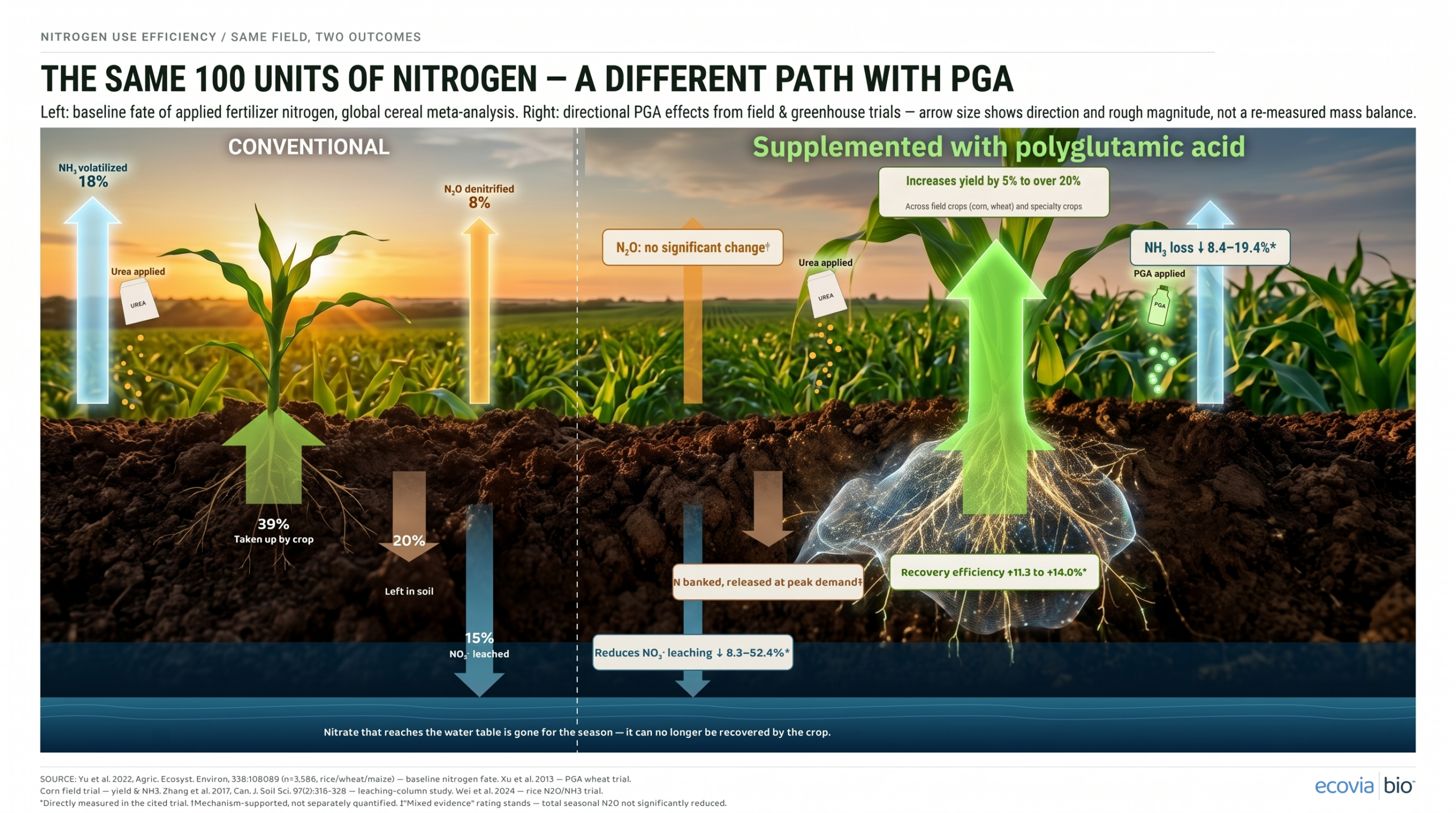 Ecovia Bio: How PGA Can Improve Nitrogen Efficiency