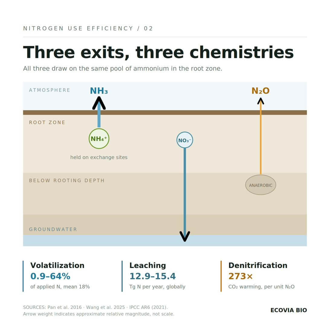 Figure 2. Three nitrogen loss pathways in the soil profile